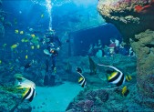 MAGAZINE – Sorties en famille : Océanopolis, en direct des mers du globe HD-369---oceano1