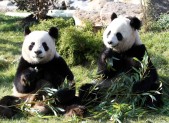 MAGAZINE – Sorties en famille : le zoo de Beauval HD-374---beauval-3