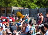 MAGAZINE – Sorties en famille : le Parc des oiseaux hd-375---oiseast