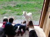 « Danse avec les loups » au parc de Sainte-Croix HD-380---parc-1