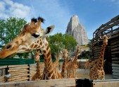 Zoo de Vincennes, voyage au coeur de la biodiversité HD-381--zoo-®-F-G-Grandin-M