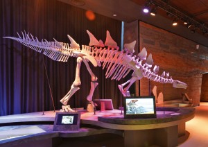 HD-403---paleospace-Patrice